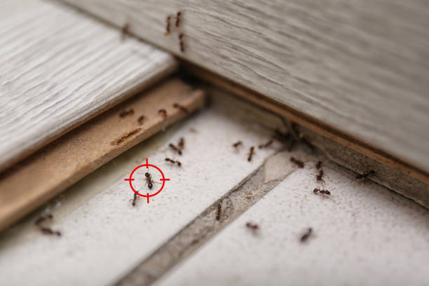 Best Bed Bug Extermination  in Sans Souci, SC