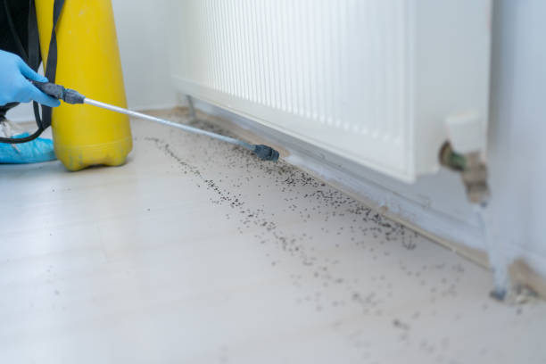 Flea Control Services in Sans Souci, SC