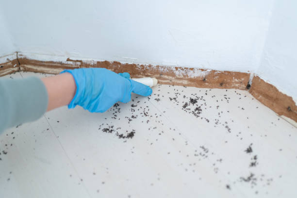 Best Best Pest Control Companies  in Sans Souci, SC